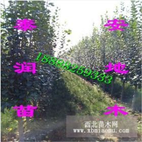 樱花价格 樱花树价格 晚樱花树价格 关山晚樱价格 山东樱花苗