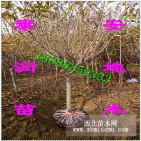 樱花树价格 山东樱花树 泰安樱花树 山东泰安樱花树 关山晚樱