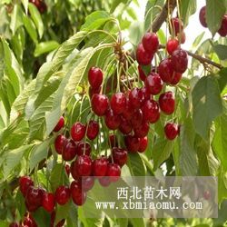 優(yōu)質(zhì)黃蜜櫻桃樹(shù)苗培育基地 、櫻桃苗管理方法