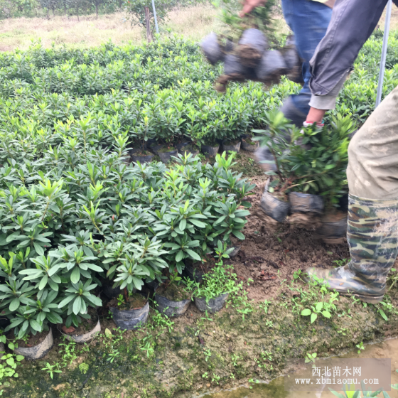 杜鹃花夏鹃毛鹃杯苗