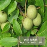 8518核桃苗 、核桃樹(shù)苗種植技術(shù)