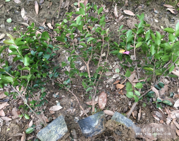 茶梅营养杯苗茶梅容器