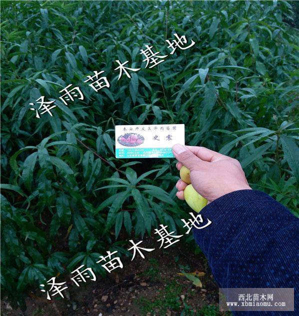 珍品王桃树苗