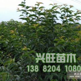 新疆拉宾斯车厘子树苗,新疆拉宾斯车厘子树苗种植技术