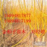 山东红叶碧桃哪家好 金柏子专业种植红叶碧桃