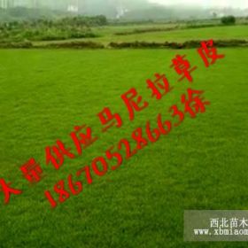 福建漳州绿化马尼拉草皮多少钱一平方？