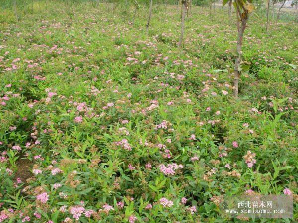 迎春、連翹繡線菊