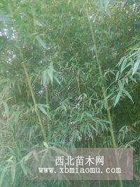 金鑲玉、青皮竹早園竹