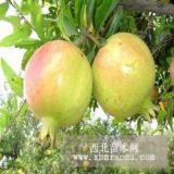 蒙陽紅石榴樹苗技術(shù)管理 、種植方法