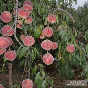 桃苗 桃樹(shù)苗基地