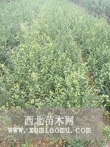 枸橘苗种植基地 0.4公分枸橘苗批发价