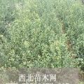 枸橘苗種植基地 0.4公分枸橘苗批發(fā)價