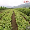 天茂園林出售百花花楸山桃稠李叢生五角楓等綠化苗木