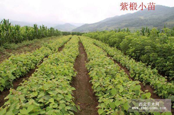 百花花楸，山桃稠李