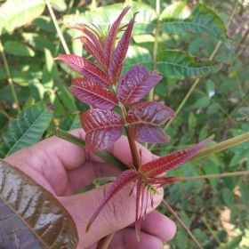 2公分香椿苗批發(fā)價(jià)，山東大棚香椿苗種植基地