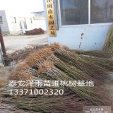 湖北种植什么桃树品种好 晚熟桃树苗哪里品种多 价格低