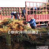 沂蒙霜红桃树苗批发 1米高沂蒙霜红桃树价格