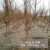 嫁接桃樹苗怎么種 、種植技術(shù)