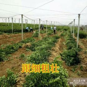 铜仁哪里有广橘果苗批发基地