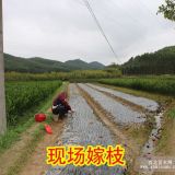 貴州好的果苗基地在哪里