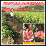 貴州紅心蜜柚適合種植嗎|三紅柚子苗價格|紅心蜜柚苗