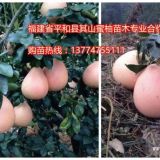 湖北紅心柚子苗基地|三紅蜜柚苗價格|恩施可以種植三紅蜜柚嗎