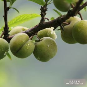 空心李子苗批发