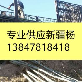 2017年新疆杨出售_全国新疆杨基地_新疆杨批发