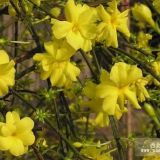 藤本迎春花高1.2米的迎春哪里買？