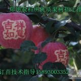 河南果樹苗批發(fā)河南果樹苗基地