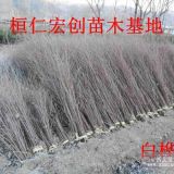 白樺小苗、白樺基地、白樺種子、遼寧白樺