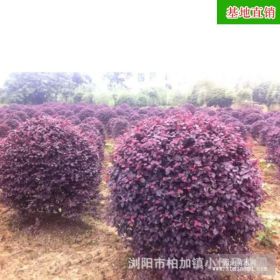 基地直銷批發(fā)紅花繼木球 園林綠化工程用苗 市政園林 60至1