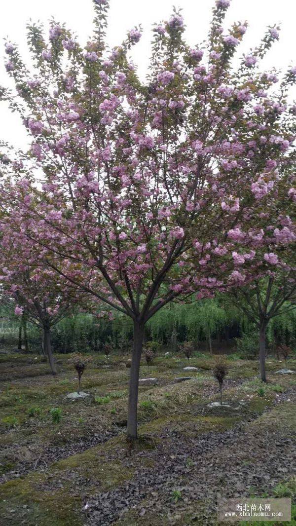 成都櫻花