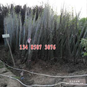 白蜡基地 直销白蜡小苗 速生白蜡树苗 金叶白蜡树苗 批发优惠