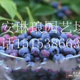 买三年蓝莓苗，四年蓝莓苗，两年蓝莓苗，就到泰安琳琅园艺厂