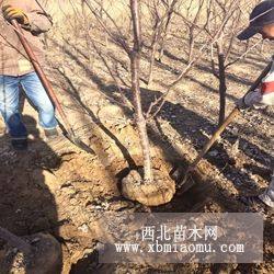 八仙紅櫻桃樹苗