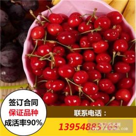 早紅寶石櫻桃樹(shù)苗