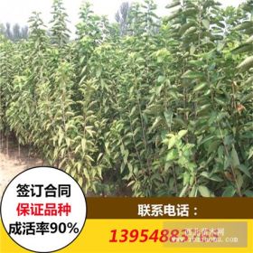 大地紅櫻桃樹(shù)苗