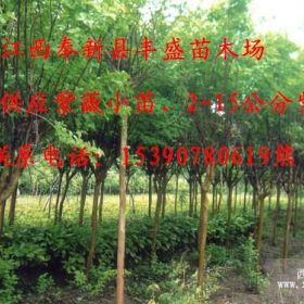 江西奉新3公分紫薇价格，5公分紫薇价格，6公分紫薇价格