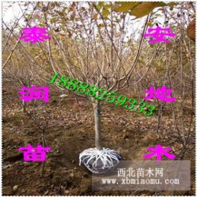 山东樱花/樱花价格/樱花基地