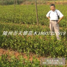 供油茶種籽和嫁接、實生油茶苗木