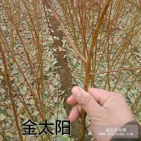 1公分杏树苗价格 山东杏树苗种植基地