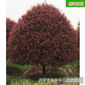 規(guī)格齊全精品紅葉石楠樹 直銷紅葉石楠苗 基地直銷綠化工程