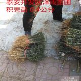 60公分高枸橘树苗哪里便宜 篱笆用的枸橘树苗基地