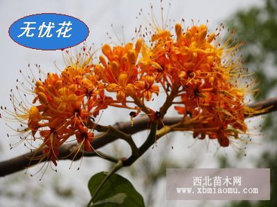 无忧花开花