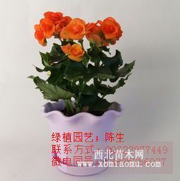 應(yīng)玫瑰海棠 麗格海棠 玫瑰 東莞租花 東莞花卉租擺