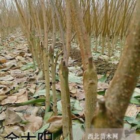 山东杏树苗种植基地，金太阳杏树苗价格