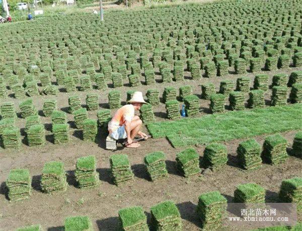 草皮多少钱一平米