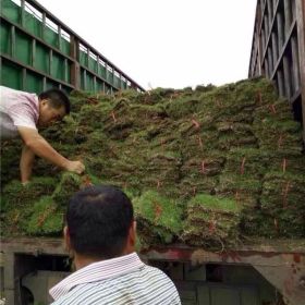 湖南郴州草皮小苗基地