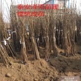 吉塞拉6号福晨樱桃树批发 含香樱桃树苗基地 福星樱桃树